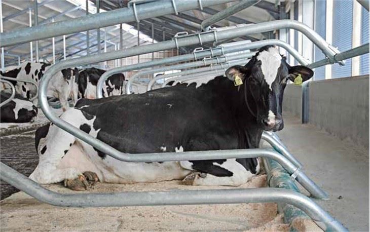 farm livestock gates