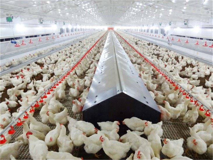 poultry farm plastic slatted flooring